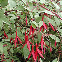 Fuchsia magellanica - 'Versicolor' (Lady's Eardrops)