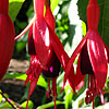 Fuchsia - Abundance - Fuchsia