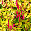 Fuchsia magellanica - Aurea - Ladys Eardrops, Golden Fuchsia