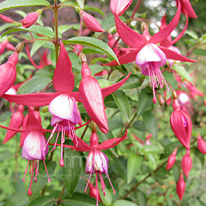 Fuchsia - 'Saturnus'
