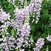 Galega officinalis - Goats Rue