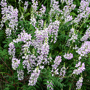 Galega officinalis (Goat's Rue)