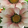 Gazania - Biddy Miller - Gazania