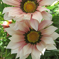 Gazania - 'Biddy Miller' (Gazania)