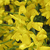 Genista lydia - Broom