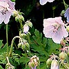 Geranium pratense - Mrs Kendall Clark - Cranesbill