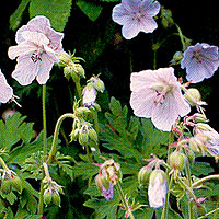 Geranium pratense - 'Mrs Kendall Clark' (Cranesbill)