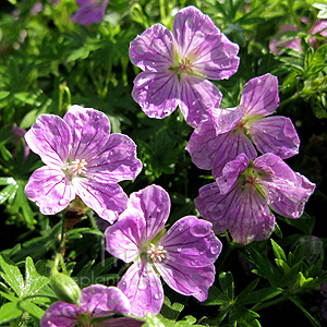 Geranium sanguineum - 'Canon Miles'