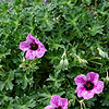 Geranium cinereum - Laurence Flatman - Cranesbill