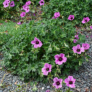 Geranium cinereum - 'Laurence Flatman' (Cranesbill)