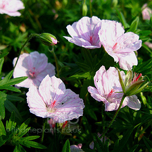 Geranium snaguineum - 'Striatum'