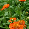 Geum coccineum - Borisii - Avens