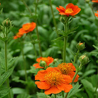 Geum coccineum - 'Borisii' (Avens)