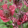 Geum rivale - Leonards Variety - Geum, Avens