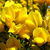 Ulex europaeus - European Gorse, Ulex