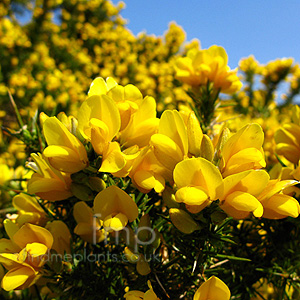 Ulex europaeus (European Gorse, Ulex)