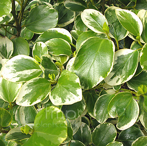 Griselinia  littoralis  - variegata