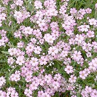 Gypsophila repens - 'Rosa Schonheit' (Baby's Breath)