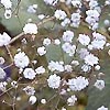 Gypsophila paniculata - Babys Breath