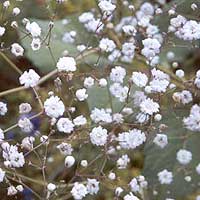 Gypsophila paniculata (Baby's Breath)