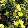 Halimium calycinum - Halimium, Rockrose