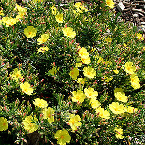 Halimium calycinum (Halimium, Rockrose)