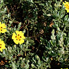 Halimium lasianthemum - Sandling - Halimium, Rockrose