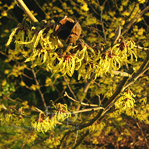 Hamamelis mollis - 'Arnold Promise'
