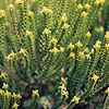 Hebe cupressoides - Broughton Dome - Hebe