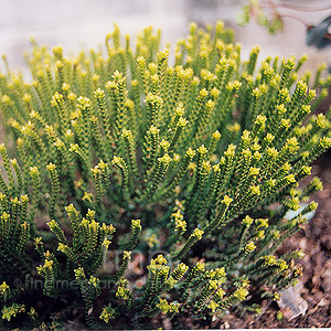 Hebe cupressoides - 'Broughton Dome' (Hebe)