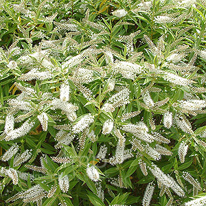 Hebe salicifolia (Hebe)