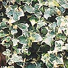 Hedera helix - Eva - Ivy