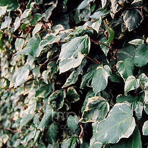 Hedera algeriensis - 'Gloire de Marengo' (Ivy)