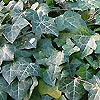 Hedera helix - Ivy, Hedera