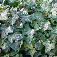 Hedera helix (Ivy, Hedera)