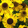 Helenium autumnale - Wyndley - Sneezewort