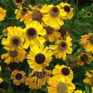 Helenium autumnale - 'Wyndley' (Sneezewort)