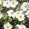 Helianthemum apenninum - Rock Rose