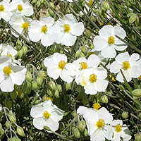 Helianthemum apenninum (Rock Rose)