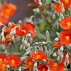 Helianthemum - Henfield Brilliant - Rock Rose