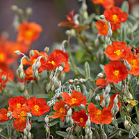 Helianthemum - 'Henfield Brilliant' (Rock Rose)