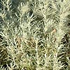 Helichrysum italicum - serotinum - Straw Flower