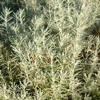 Helichrysum italicum - serotinum (Straw Flower)