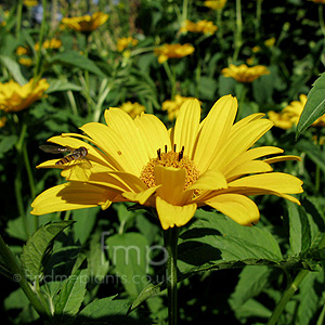 Heliopsis helianthoides - 'Scabra'