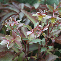 Helleborus X Sternii - 'Ashwood Strain' (Hybrid Hellebore, Helleborus)