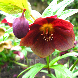 Helleborus orientalis - 'Blue Lady' (Helleborus, Orientalis Hybrid Hellebore)