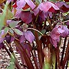 Helleborus x hybridus - Queen of the Night - Lenten Rose, Hellebore