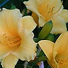 Hemerocallis - Stella dOro - Day Lily