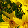 Hemerocallis dumortieri - Daylily