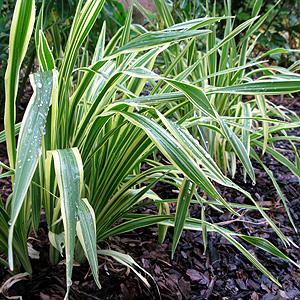 Hemerocallis Golden Zebra - 'Malja' (Daylily)